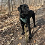 Un Labernois sur un sentier portant un harnais et tenu en laisse