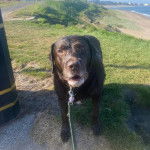 Un Labernois sur un terrain herbeux et tenu en laisse