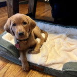 Un chiot Labernois allongé dans une couchette pour chien et portant un collier autour du cou