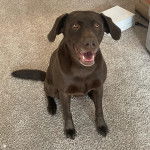 Un Labernois assis sur une moquette et ayant la gueule ouverte