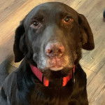 Un Labernois assis sur un parquet et portant un collier autour du cou