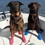 Deux Labernois assis dans une barque et tenu en laisse