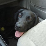 Un Labernois assis dans un véhicule et tirant la langue