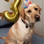 Un Labernois assis sur un lit et portant un collier autour du cou