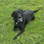 Un Labernois allongé sur un terrain herbeux et portant un collier autour du cou