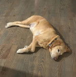 Un Labernois allongé sur un plancher en bois