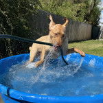 Un Labernois jouant dans l'eau
