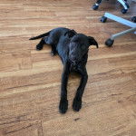 Un Labernois allongé sur un parquet