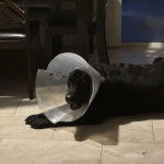 Un Labernois allongé sur un sol carrelé et portant un carcan