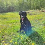 Un Labernois assis sur un terrain herbeux et tirant un collier autour du cou