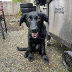Un Labernois assiset ayant la gueule ouverte