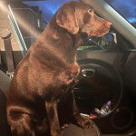 Un Labernois assis sur le siège d'une voiture