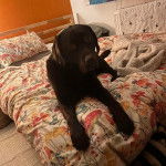 Un Labernois allongé sur un lit