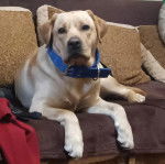 Un Labernois allongé sur un canapé et portant un collier autour du cou