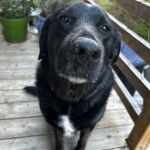 Un Labernois assis sur un plancher en bois