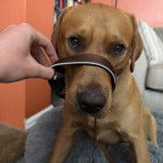 Un Labernois assis et regardant vers la caméra