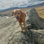 Un Labernois sur une montagne et portant un harnais