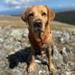 Un Labernois assis sur un terrain rocailleux