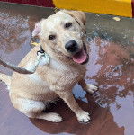 Un Labernois assis  et tenu en laisse