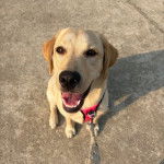 Un Labernois assis et tenu en laisse