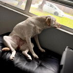 Un Labernois assis et regardant par la fenêtre