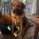 Un Labernois assis et portant un collier autour du cou