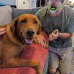 Un Labernois allongé sur un canapé et recevant une piqure 