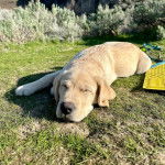 Un Labernois allongé sur un terrain herbeux et semlant dormir