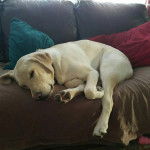 Un Labernois allongé sur un canapé