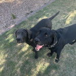 Deux Labernois sur un terrain herbeux