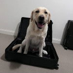 Un Labernois assis dans une valise et ayant la gueule ouverte