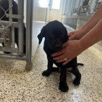 Un Labernois assis sur un sol carrelé