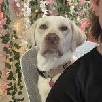 Un Labernois portant un collier autour du cou et regardant vers la caméra