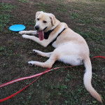 Un Labernois allongé sur un terrain herbeux et tirant la langue