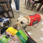 Un Labernois sur un sol carrelé et tenu en laisse