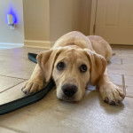 Un Labernois allongé sur un sol carrelé