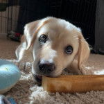 Un Labernois allongé sur un tapis et mordant un objet