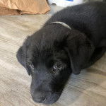 Un Labernois allongé sur un plancher et portant un collier autour du cou