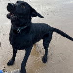 Un Labernois sur une surface sableuse et portant un collier autour du cou