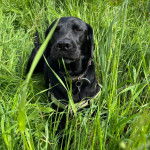Un Labernois allongé au milieu des herbes
