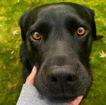 Un Labernois regardant vers la caméra