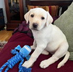 Un Labernois assis sur un canapé et regardant vers la caméra