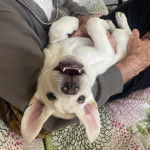 Un Labernois allongé de dos dans les bras d'une personne