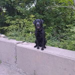 Un Labernois assis et portant un collier autour du cou