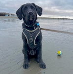 Un Labernois assis sur une surface sableuse et portant un harnais