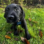 Un Labernois sur un terrain herbeux et portant un collier autour ducou