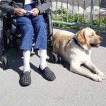 Un Labernois allongé sur un sol bétonné et portant un collier autour du cou
