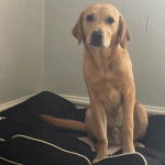 Un Labernois assis et regardant vers la caméra