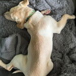 Un Labernois sur une couverture et portant un collier autour du cou