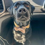 Un Labernois assis dans un véhicule et portant un collier autour du cou